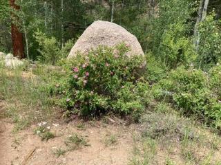 Private 313 Acre retreat/lakes/direct forest entry - 6