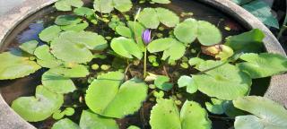 Pasak River House Home stay - - 2