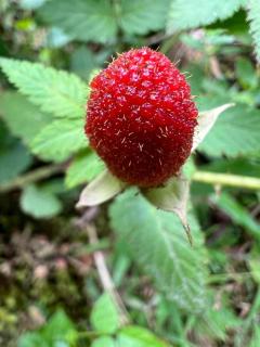 Glamping Villa del Bosque - 9