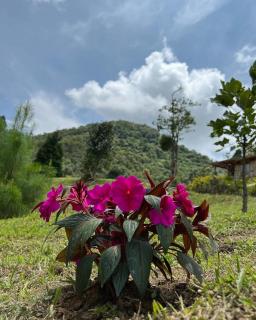 Glamping Villa del Bosque - Santa Rosa de Cabal - 2