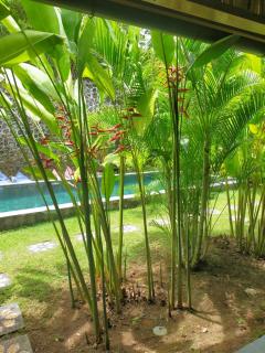 Pool House Studios - Kuta Lombok - 8
