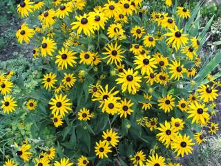 La Tourelle des Echelles - 1