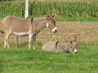 Te Lande, vakantiehuis - 4