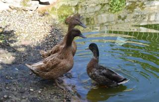 Piglet Cottage - Pebworth - 4