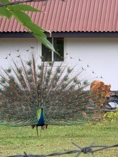 Peacock Garden by Nature Hideout Mirissa - Mirissa - 5