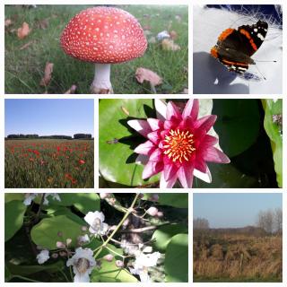 La Résidence des Fleurs - 9