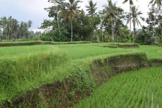Ubud Sawah Scenery Villa and Homestay - 2