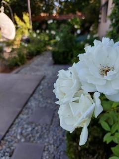 Bella Rosa - Potchefstroom - 6