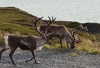Repvåg Overnatting Nordkapp - Repvåg - 5
