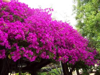 CasaNoa Luxury Villa Bed and Breakfast - Jávea - 3