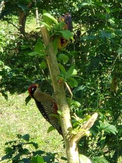 Studio House in Eco-Farm: nature, relaxing, hiking - Turrialba - 2