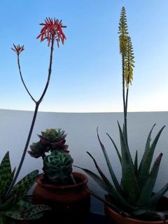 Zen House - Sines - 7