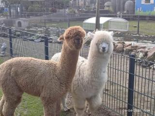 De Dierenweiden - 2