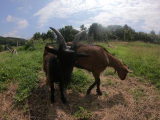 les gîtes du val renoux - 8