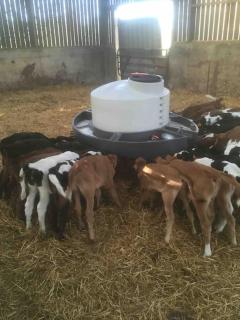 Gîte à la ferme, au coeur du Mené - Laurenan - 6