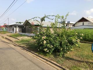 Grapefruitstraat - Paramaribo - 8