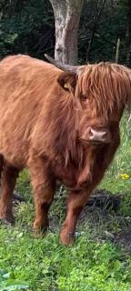 Ben Nevis Manor Lodge & Indoor Private Hot-Tub - 2