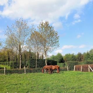 Domaine du Bosc Roger - 5