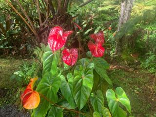 Lemon Tree Lanai - 8