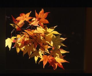 Sansuien - Yamaguchi - 3