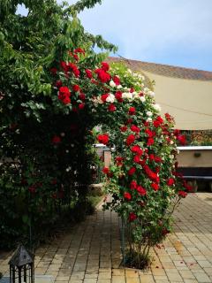 Gasthaus Rotes Ross - Eckental - 6