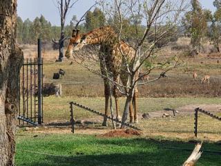 Wild and Water Dinokeng - Dinokeng Game Reserve - 2