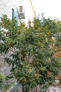 Seaside holiday house Kastel Novi, Kastela - 22292 - Kaštela - 2