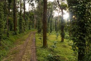 Tusker Trail by LuxUnlock - 4