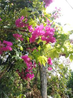 PURPLE FLOWER - Tangalle - 5