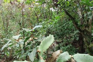 Casa Monstera - Abangaritos - 5