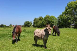 Ferienwohnungen Janssen-Graalfs - 3