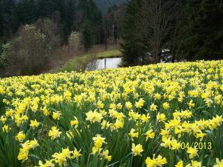 Charmant gîte avec terrasse, WiFi et garage moto à Gérardmer - FR-1-589-133 - 5