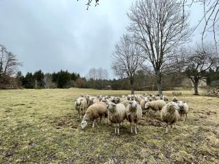 Gîte rénové avec SPA couvert, nature et calme - FR-1-582-345 - 2