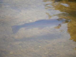 Escapade Nature au Parc de Lorraine - Gîte Lumineux pour 2-4 Pers, Activités & Détente - FR-1-585-91 - 1