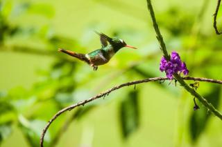 Arenas Del Mar Beachfront & Rainforest Resort Member of the Cayuga Collection - Manuel Antonio - 6