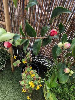 Chambre Privée avec salon Châtillon près de Paris - 5