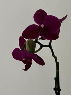 Love4Rome Guest House - Rom - 8