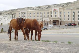 Hampton Inn & Suites Green River - Green River - 8
