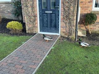 Willow Cottage - Part of the The Bay Filey Holiday Village with pool, gym and direct beach access, pub, restaurant, tennis and meadows walks - 1