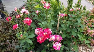 Ferienapartments Pension Elsternest - 2