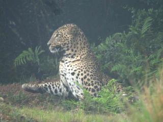 Charley's Heaven Ambewela - 8