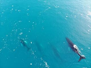 Illu Rental - Modern seaview vacation house - 8