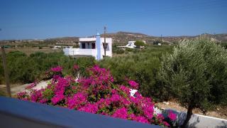 Stolidi - Adamas - 8