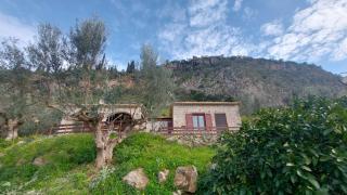 homonatura petrinum - 1