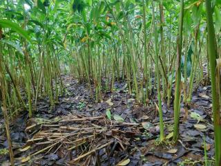 Entire Private Guest House Munnar - 8