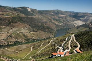 Quinta da Gricha - Ervedosa do Douro - 4