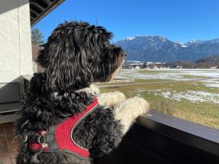 Ferienwohnung Kaiserpanorama - Alpenmagie Suites - 2