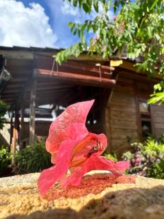 PINOKKIO B&B Restaurant - Ungasan - 3