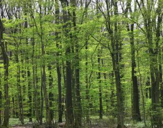 Ferienwohnungen Fischer - Strullendorf - 6