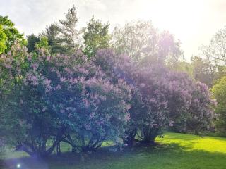 Black Pine Tree House - Acton - 6